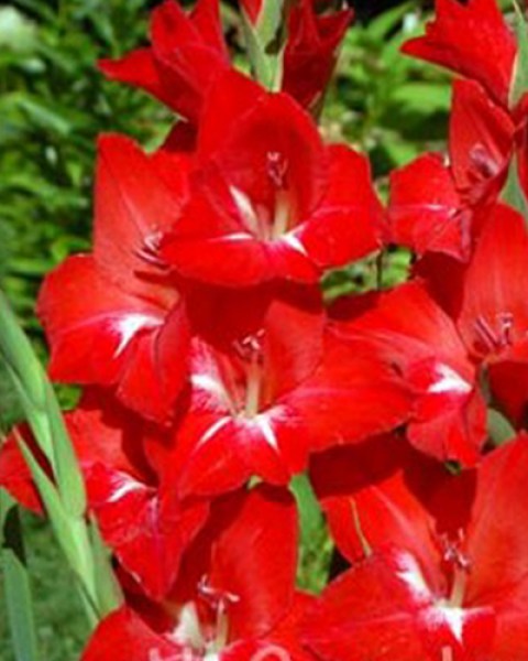 Gladiolus Traderhorn